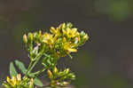 Spotted St. Johnswort